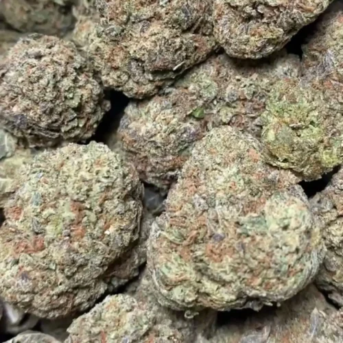 BUBBLEGUM 🍬 (CANDY)